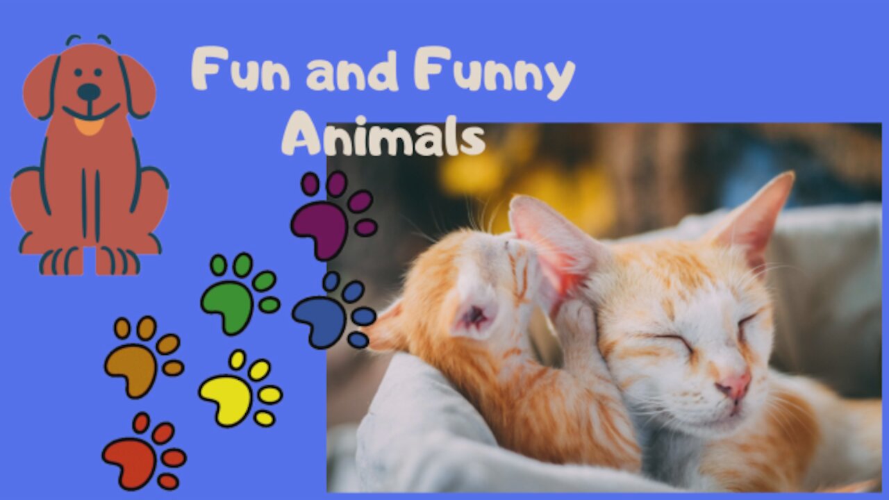 Fun And Funny Animals 2021