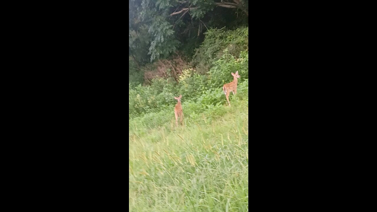 Cute baby Deer