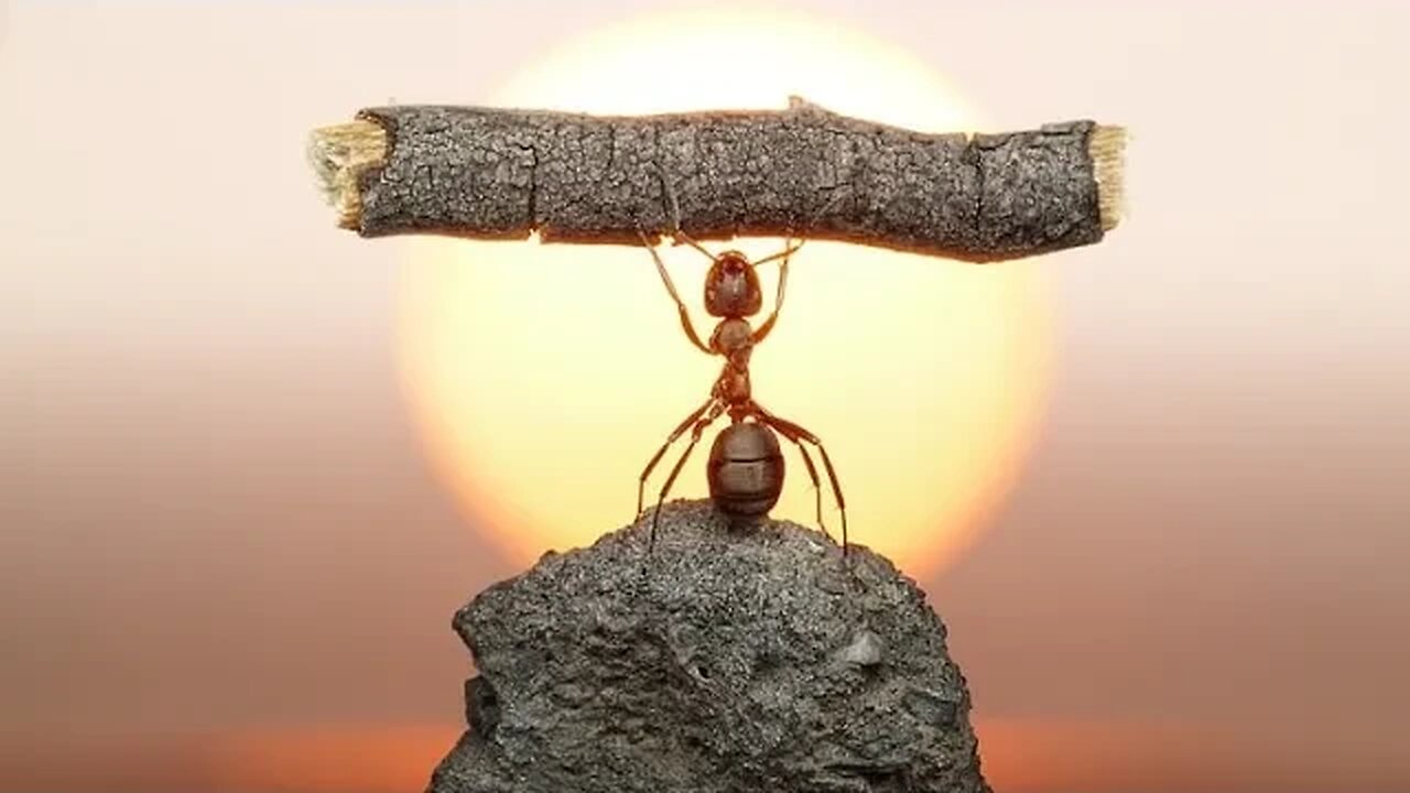 Karıncalara, problem çözme deneyi yapıyorum.🗿