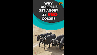 Why do bulls charge at red color? *