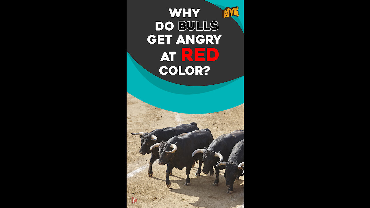 Why do bulls charge at red color? *