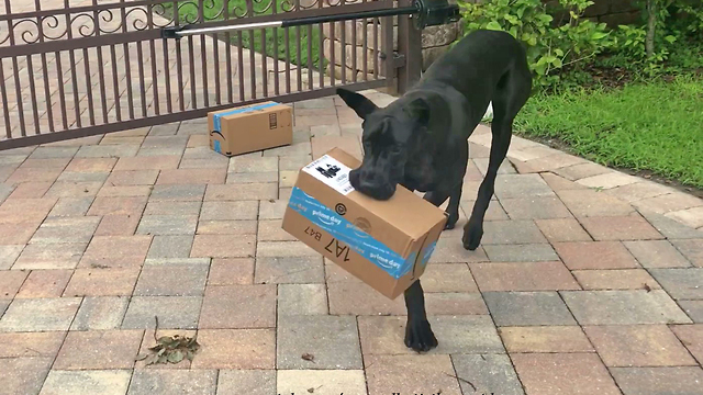 Talented Great Dane Opens Amazon Delivery Box