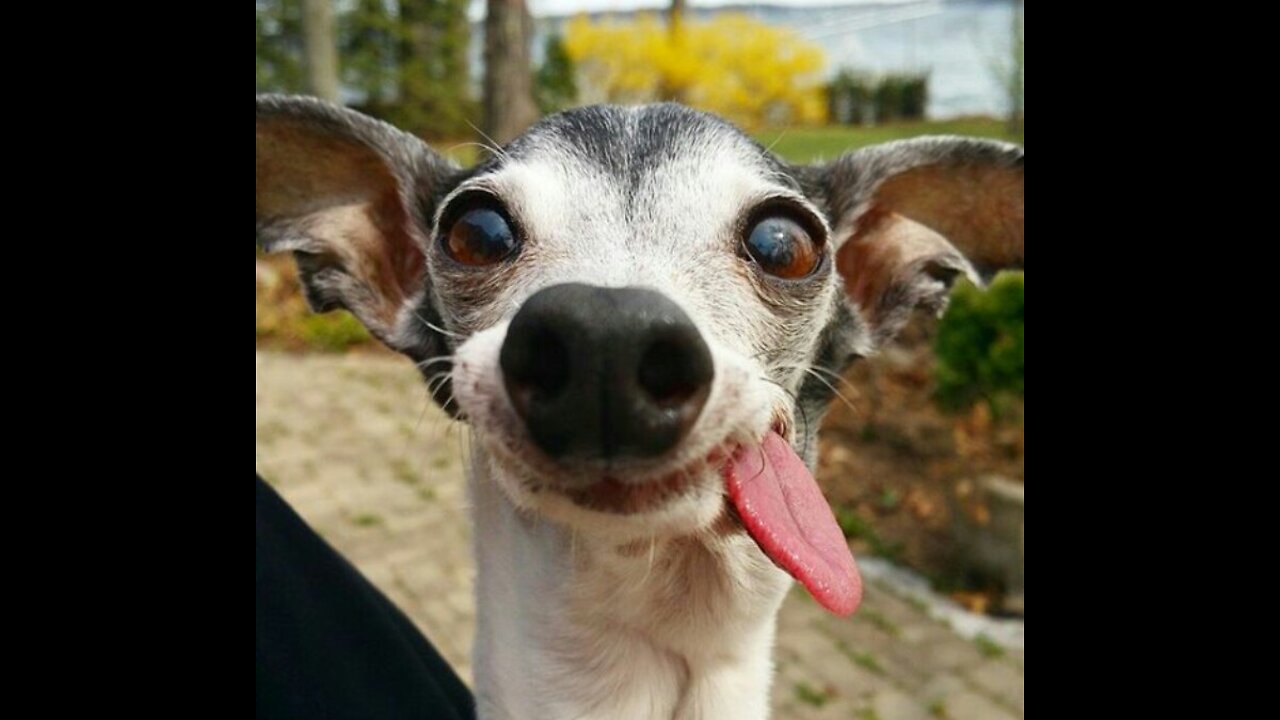 Cachorro dançando música engraçada vídeo engraçado