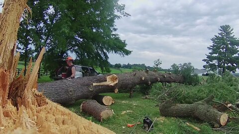 Leaning Eastern White Pine : PT3 "Bucking it Up"