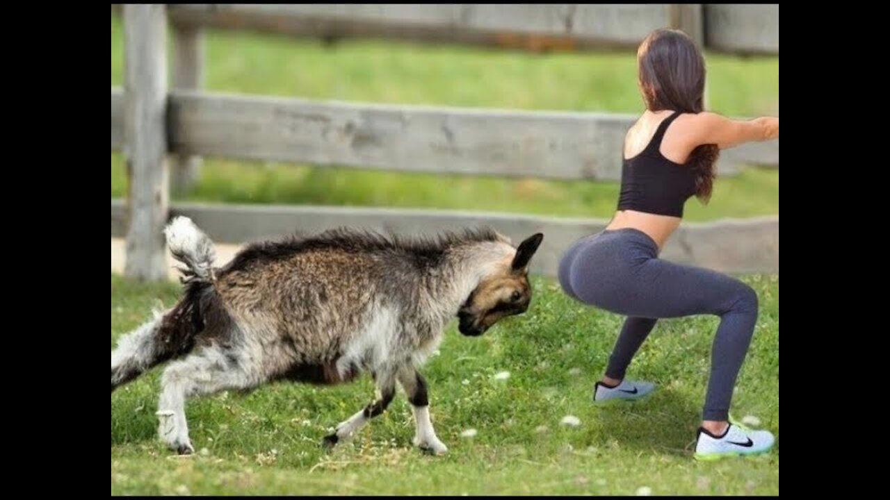 💗Funniest Animals - Best of the 2021 Funny Animal Videos #4 ♥ Animals Life