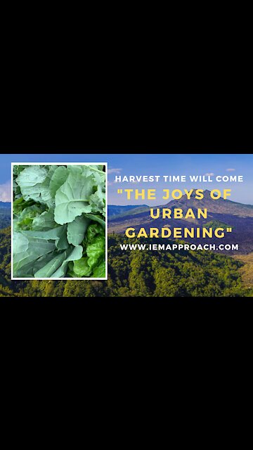 The joys of urban gardening: Harvest time will come