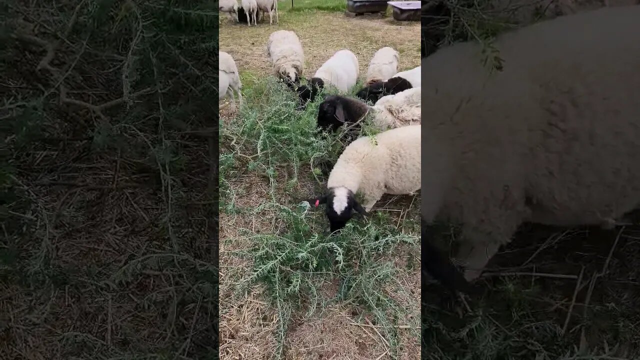 Dorper Sheep Love Tagasaste For Breakfast