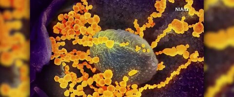 Blood type and the coronavirus