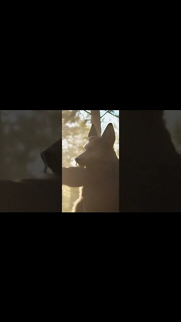 Dogman Visionary Dream of Anubis #shorts