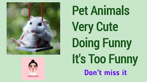 Pet Animals Very Cute Doing Funny It's Too Funny