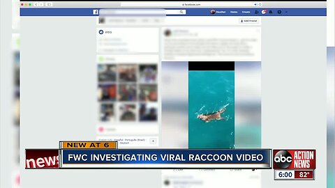 FWC investigates viral video of raccoon falling off boat