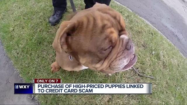 Thieves target high-priced English Bulldog puppies in credit card scam