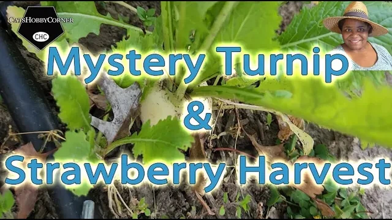 #garden #turnip #mystery & #strawberry Update - #catshobbycorner