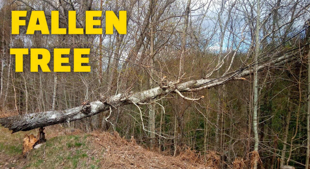 Fallen Tree, ( Storm Aftermath )