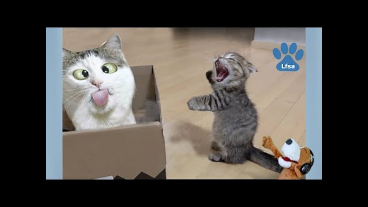 Funny Cats ✪ Funny Pets ✪ New Videos Compilation 2021 #2