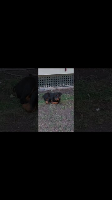 Rottweiler-Lil' Ed - Wanting Peace And Quiet - Fed Up With All The Work Going On In The Old House.