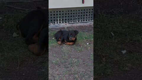 Rottweiler-Lil' Ed - Wanting Peace And Quiet - Fed Up With All The Work Going On In The Old House.