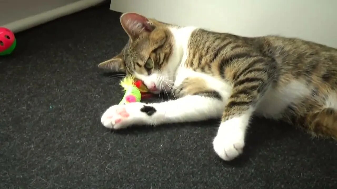 Adorable Little Cat Plays with His Toys