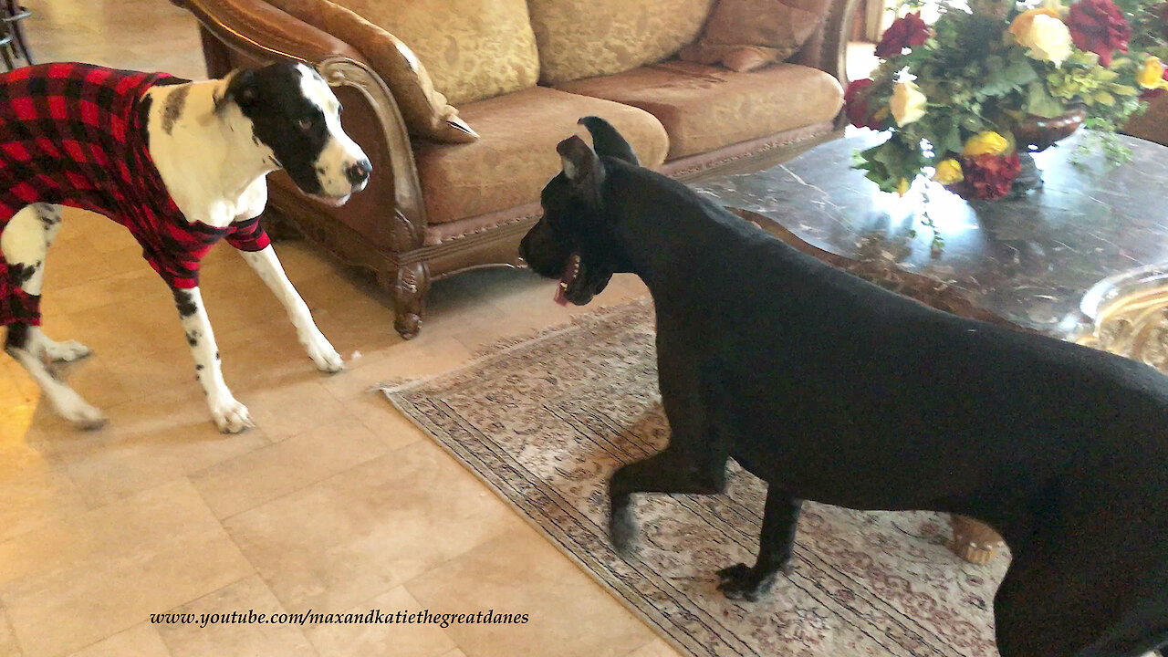 Great Dane Can't Wait To Model Her Own Buffalo Plaid Target XL Pet PJs