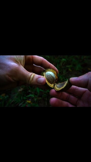 The World's Best Nut Milk! Hickory Nut Foraging and recipe. Bushcraft camping tea