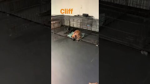 [Shorts 0045] CLIFF [#dogs #doggos #doggies #puppies #dogdaycare]
