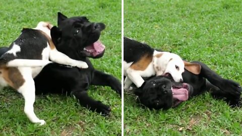 A small bulldog fighting with a big one | bulldog, bulldog fight