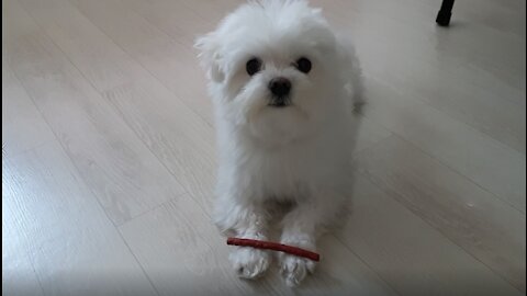 a puppy learning to wait for a snack