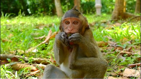 Young Monkey Finding Food With Team on Grass Field