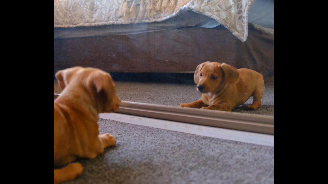 a puppy fighting his mirror reflection