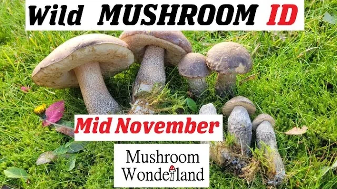 Wild Mushroom Identification- Mid November