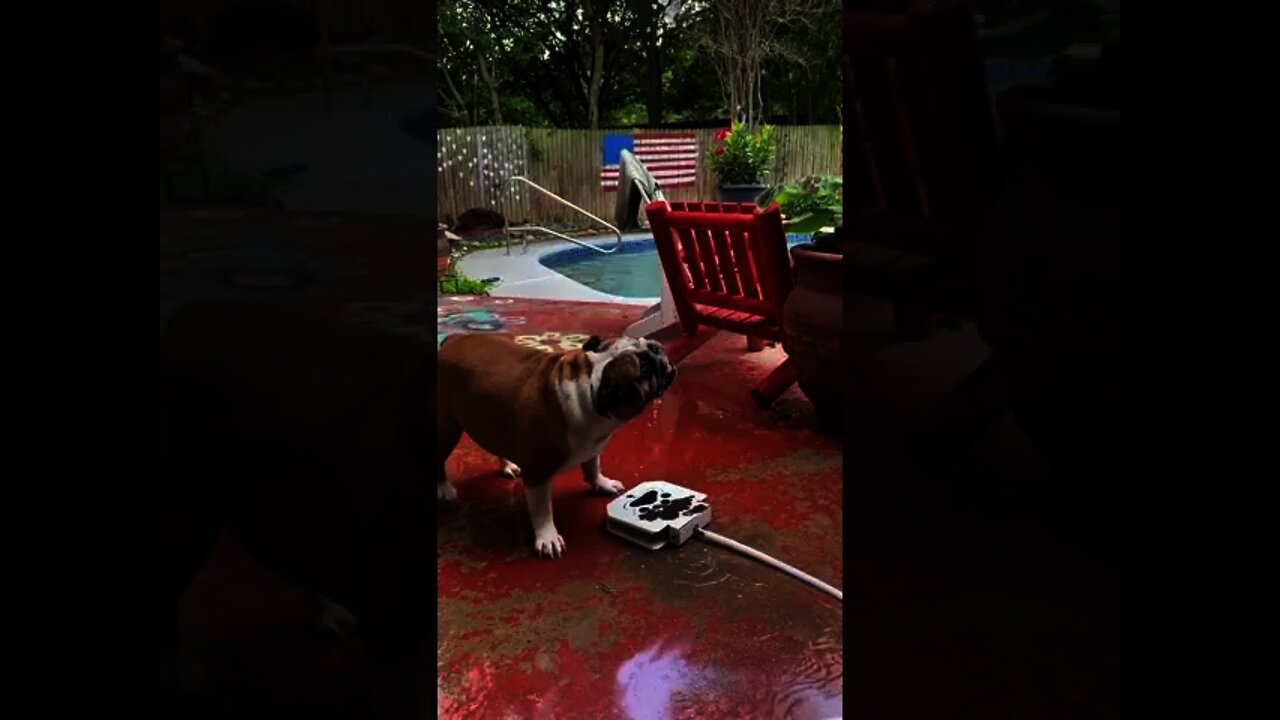 Cachorro e suas criatividades