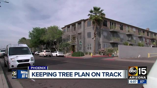 Group working to get tree and shade plan back on track in Phoenix