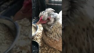 Hatched gold sebright chicks under wyandotte araucana cross