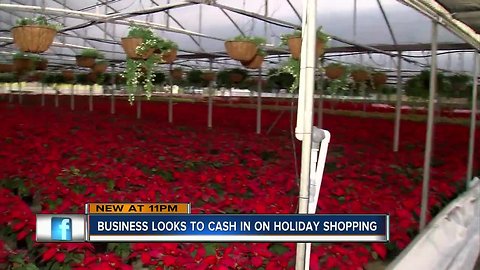 Manatee County nursery damaged by Irma continues annual tradition