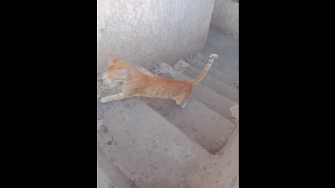 Cats run away from the camera and go up the stairs