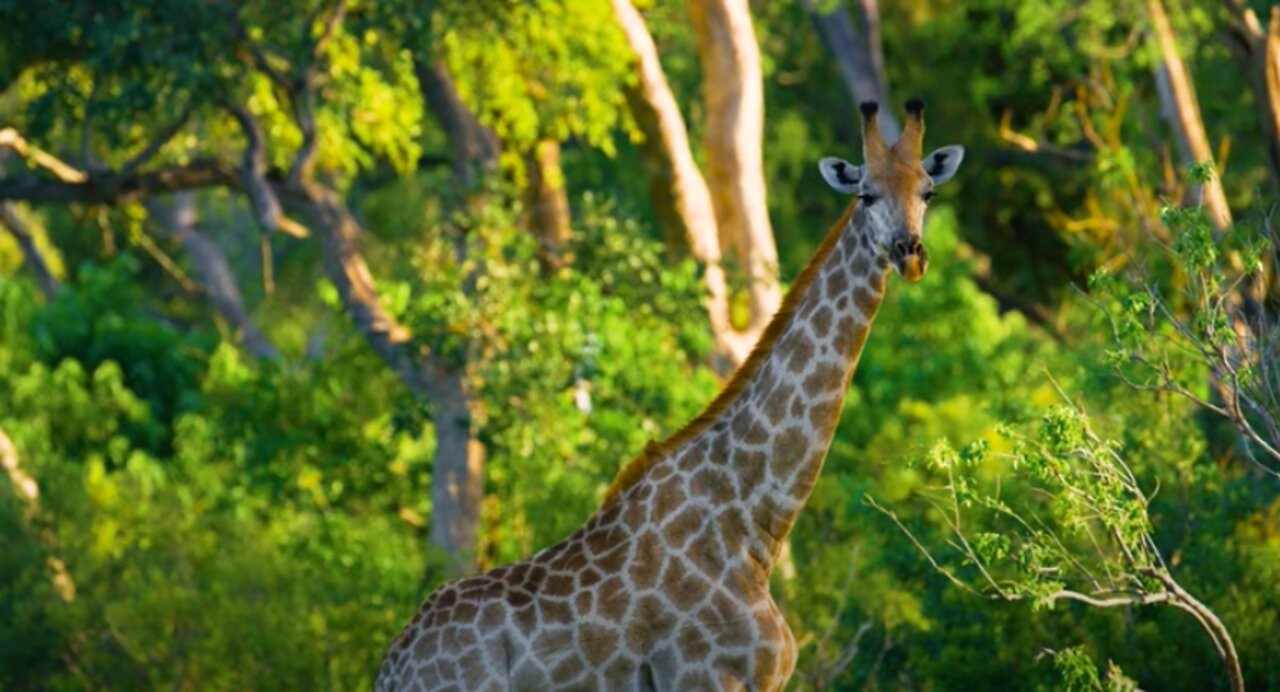 Giraffe Staring at Photographer