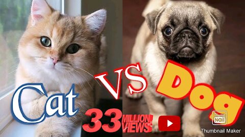 Cat V/s Dogs Funny Compilation