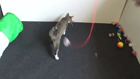 Kitten Loves Playing