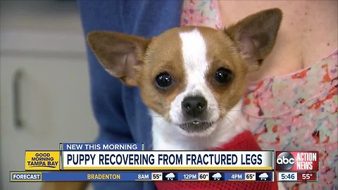 Chihuahua recovering at SPCA Tampa Bay after fracturing two front legs