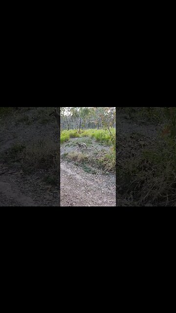 Kangaroo, next to the driveway, we walked right passed it, it wasn't frightened at all