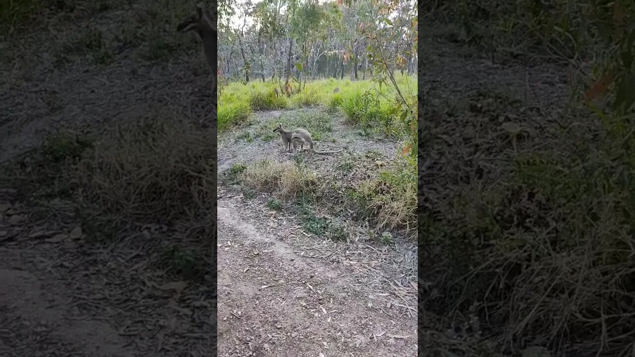 Kangaroo, next to the driveway, we walked right passed it, it wasn't frightened at all