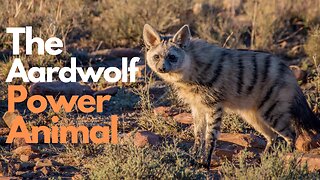 Aardwolf Power Animal