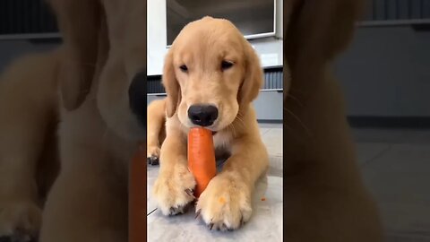 Carrots🥕 so yummy! #ytshorts #shortsfeed #dog #doglover #shortsvideo #catshorts #ytshortsindia #dogs