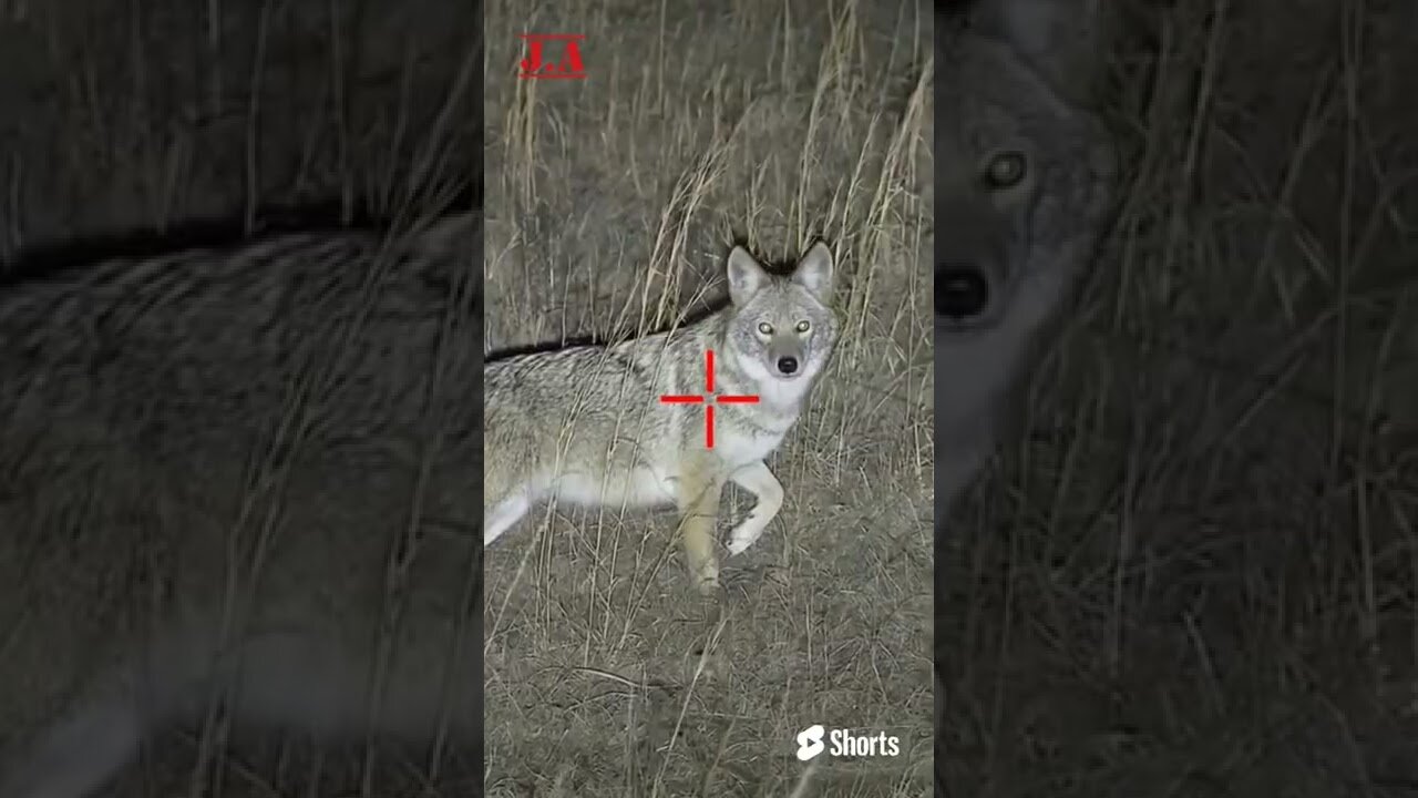 Coyotes Hunting -- Wild Animals Hunting