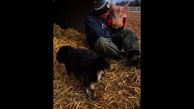 Playful Pig Climbs On Top Of Man's Back