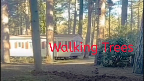 Walking Trees😱😱