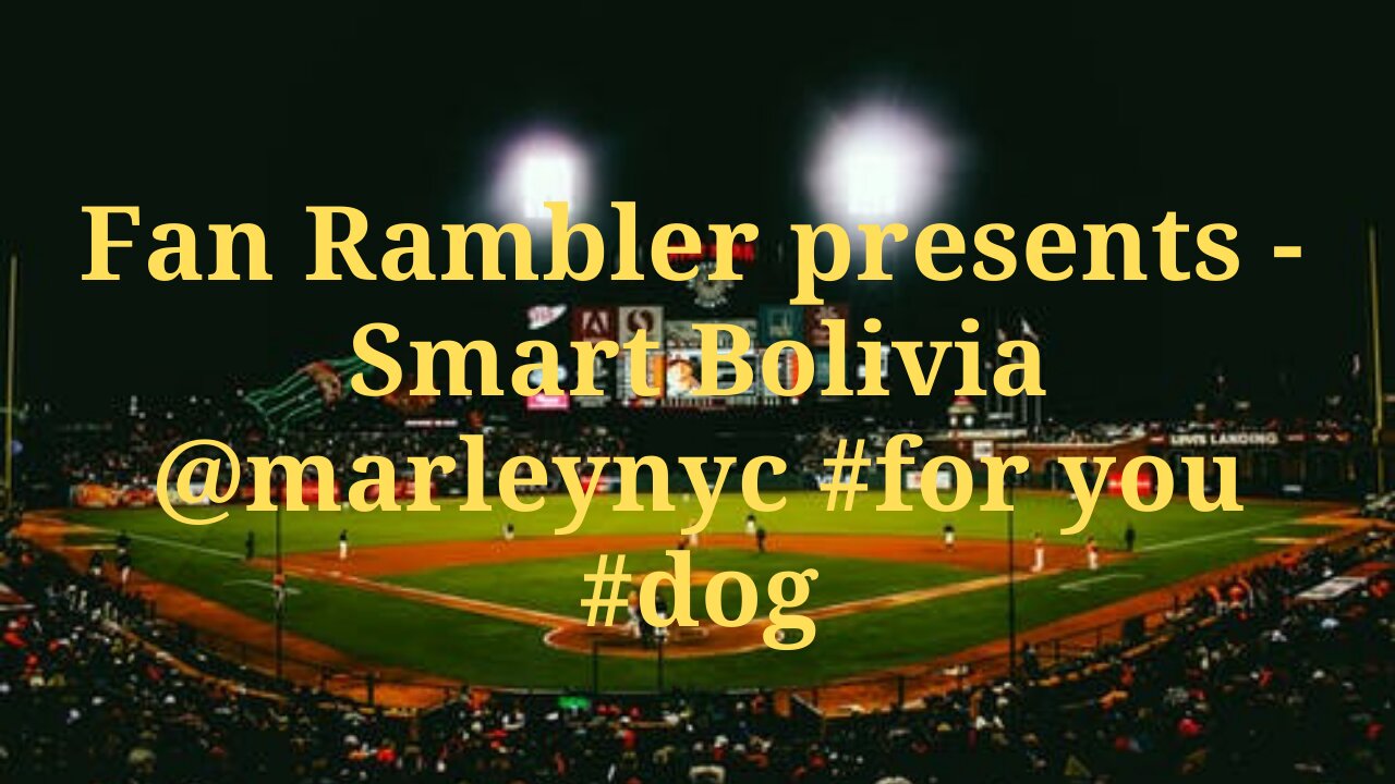 Smart Bolivia @marleynyc #for you #dog