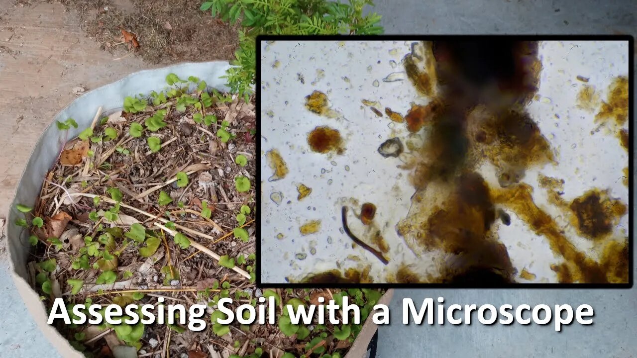 Live Soil Microscopy! Assessing indoor soil with a Microscope!