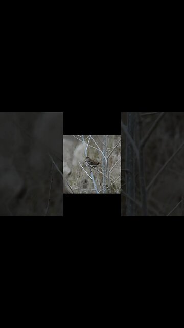 Song Sparrow Chirps #bird #nature