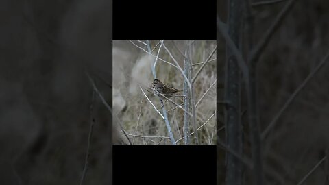 Song Sparrow Chirps #bird #nature